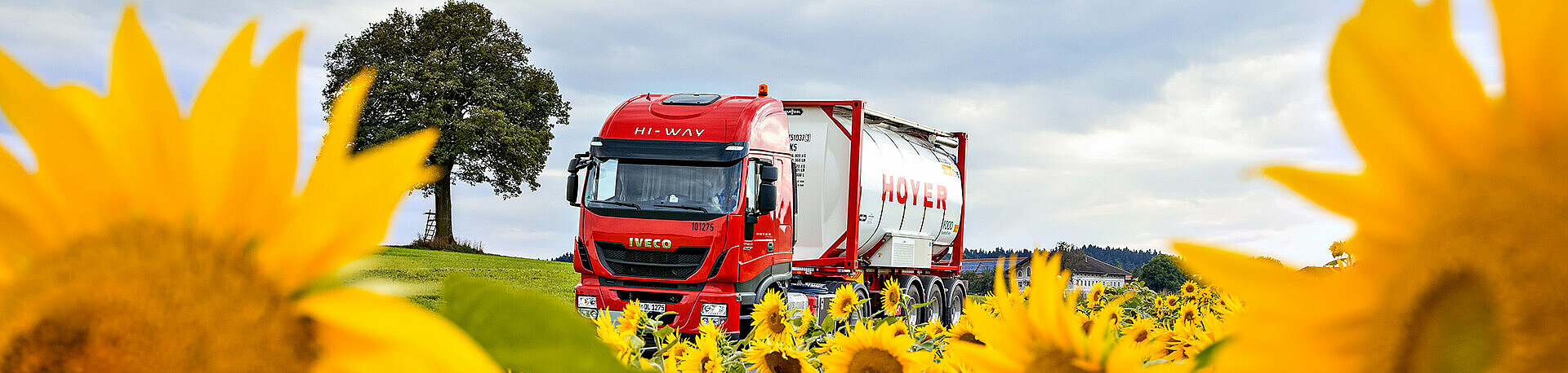 weißer HOYER Lkw mit Lebensmittel Tankcontainer hinter Sonnenblumen 