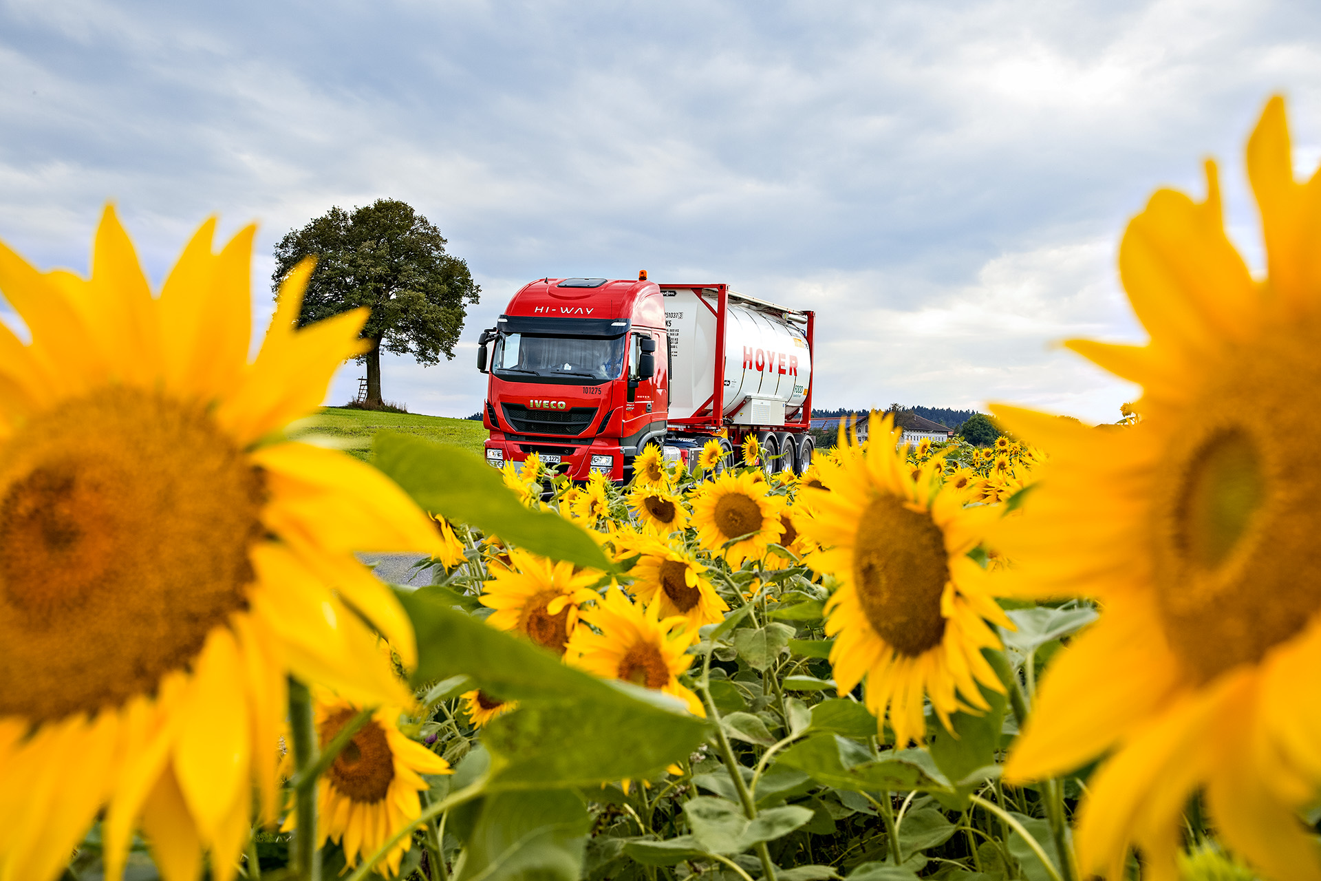 HOYER truck with foodstuffs tank container next to a field of sunflowers